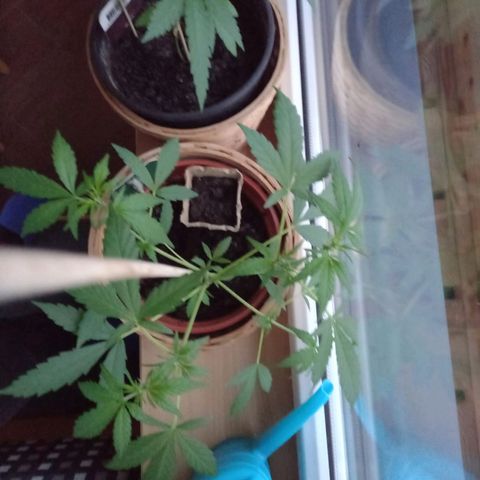 Blue Amnesia XXL Autoflowering growlog timeline photo