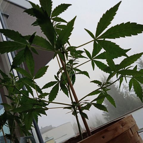 Blue Amnesia XXL Autoflowering growlog timeline photo