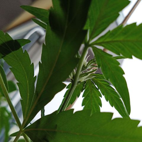 Blue Amnesia XXL Autoflowering growlog timeline photo