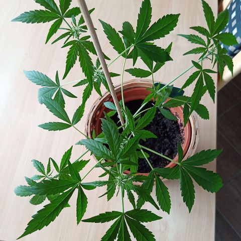 Blue Amnesia XXL Autoflowering growlog timeline photo