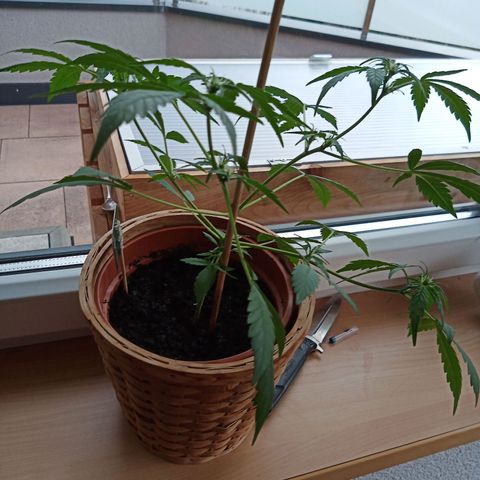 Blue Amnesia XXL Autoflowering growlog timeline photo