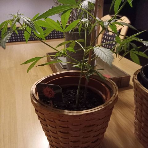 Blue Amnesia XXL Autoflowering growlog timeline photo