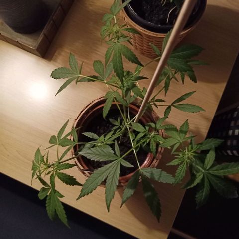 Blue Amnesia XXL Autoflowering growlog timeline photo