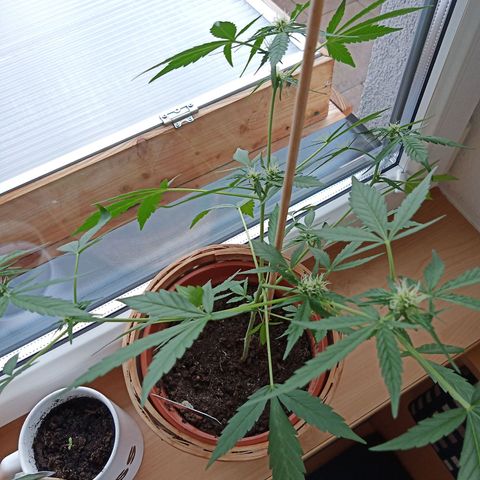 Blue Amnesia XXL Autoflowering growlog timeline photo