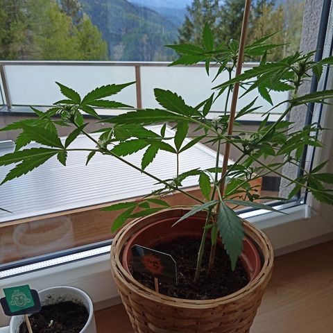 Blue Amnesia XXL Autoflowering growlog timeline photo