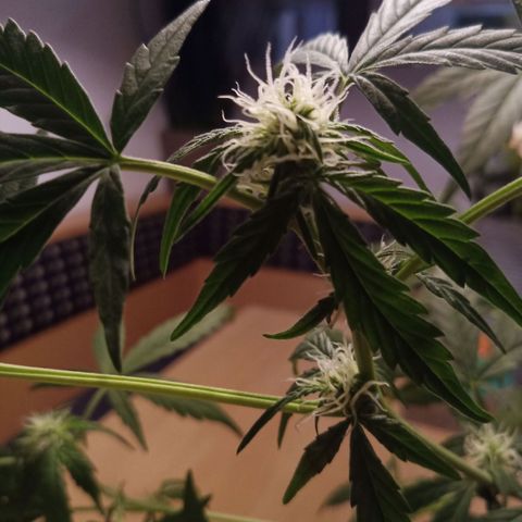 Blue Amnesia XXL Autoflowering growlog timeline photo