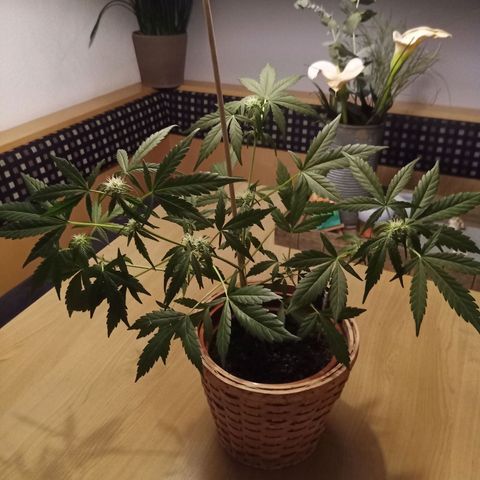 Blue Amnesia XXL Autoflowering growlog timeline photo
