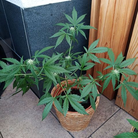 Blue Amnesia XXL Autoflowering growlog timeline photo