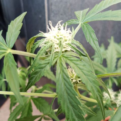 Blue Amnesia XXL Autoflowering growlog timeline photo