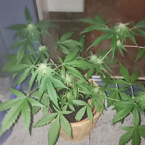 Blue Amnesia XXL Autoflowering growlog timeline photo