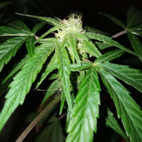 Blue Amnesia XXL Autoflowering growlog timeline photo