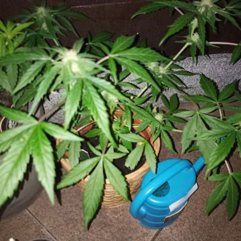 Blue Amnesia XXL Autoflowering growlog timeline photo