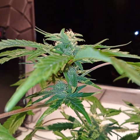 Blue Amnesia XXL Autoflowering growlog timeline photo