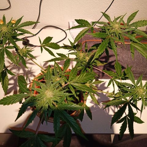 Blue Amnesia XXL Autoflowering growlog timeline photo