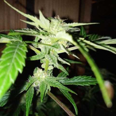 Blue Amnesia XXL Autoflowering growlog timeline photo
