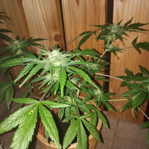 Blue Amnesia XXL Autoflowering growlog timeline photo
