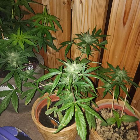 Blue Amnesia XXL Autoflowering growlog timeline photo