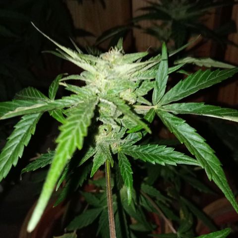 Blue Amnesia XXL Autoflowering growlog timeline photo