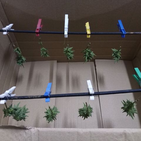 Blue Amnesia XXL Autoflowering growlog timeline photo