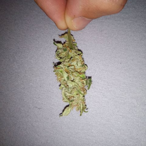 Blue Amnesia XXL Autoflowering growlog timeline photo