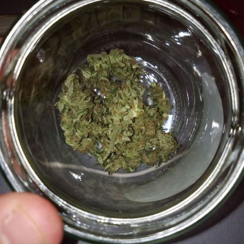 Blue Amnesia XXL Autoflowering growlog timeline photo