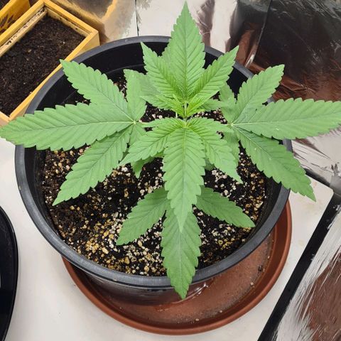 Industrial Plant Autoflowering CBD growlog timeline photo
