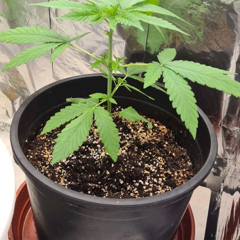 Industrial Plant Autoflowering CBD growlog timeline photo