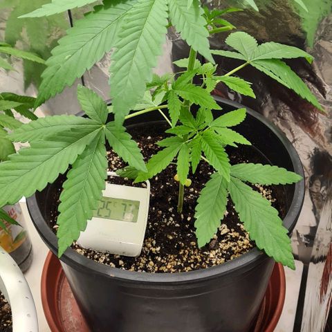 Industrial Plant Autoflowering CBD growlog timeline photo