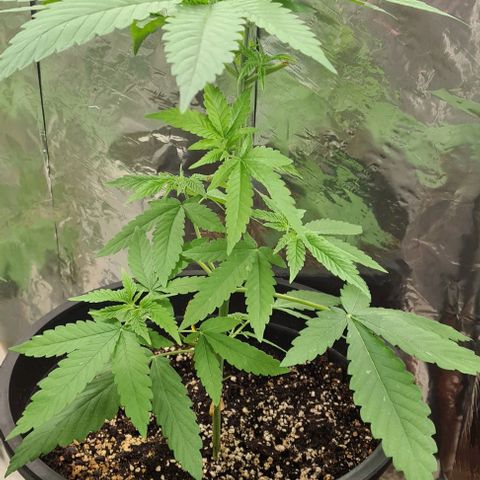 Industrial Plant Autoflowering CBD growlog timeline photo