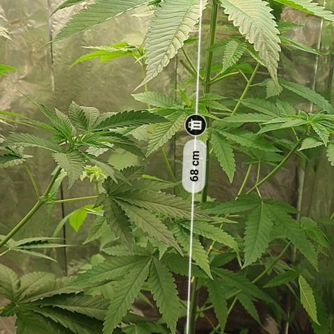 Industrial Plant Autoflowering CBD growlog photo: Em 24 horas apresentou um crescimento absurdo, cerca de 8 cms.
Terra húmida..  Não foi regada