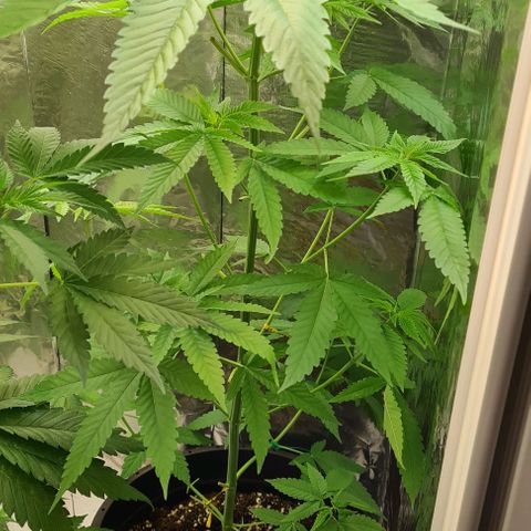 Industrial Plant Autoflowering CBD growlog photo: Em 24 horas apresentou um crescimento absurdo, cerca de 8 cms.
Terra húmida..  Não foi regada
