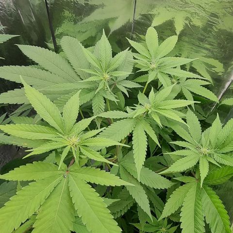 Industrial Plant Autoflowering CBD growlog timeline photo