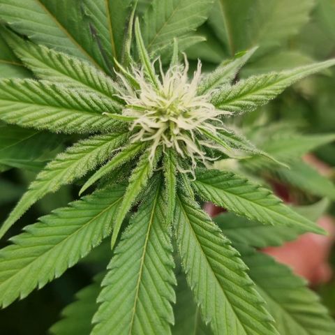 Industrial Plant Autoflowering CBD growlog timeline photo