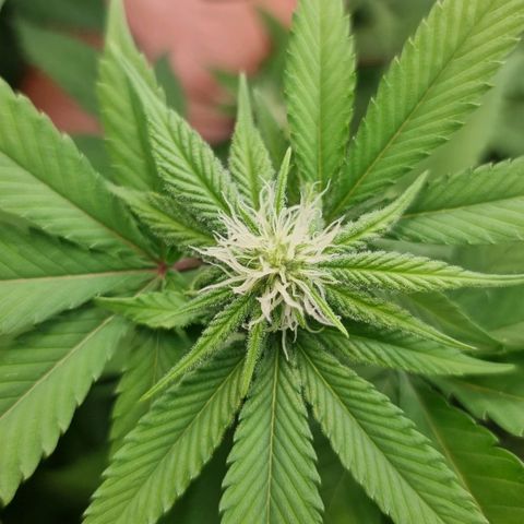 Industrial Plant Autoflowering CBD growlog timeline photo