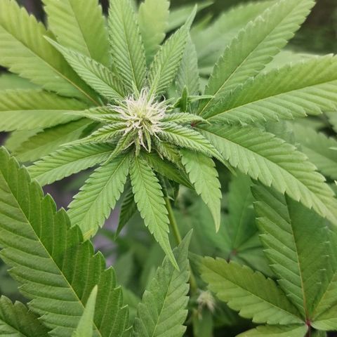 Industrial Plant Autoflowering CBD growlog timeline photo