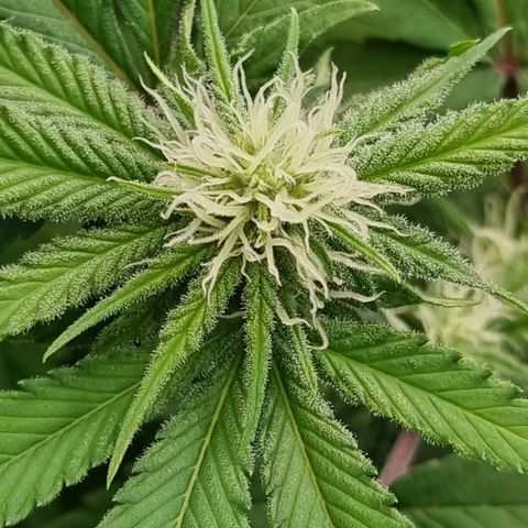Industrial Plant Autoflowering CBD growlog timeline photo