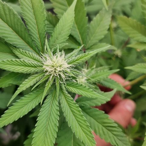 Industrial Plant Autoflowering CBD growlog timeline photo