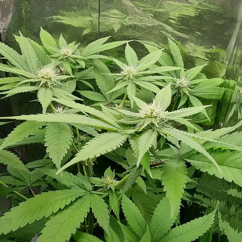 Industrial Plant Autoflowering CBD growlog timeline photo