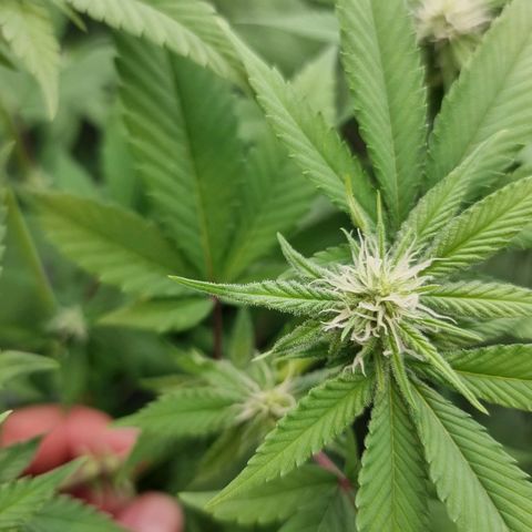 Industrial Plant Autoflowering CBD growlog timeline photo