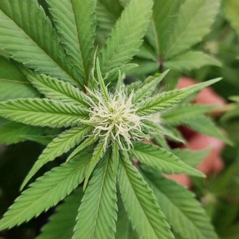 Industrial Plant Autoflowering CBD growlog timeline photo