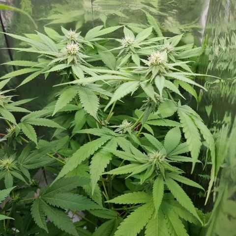 Industrial Plant Autoflowering CBD growlog timeline photo