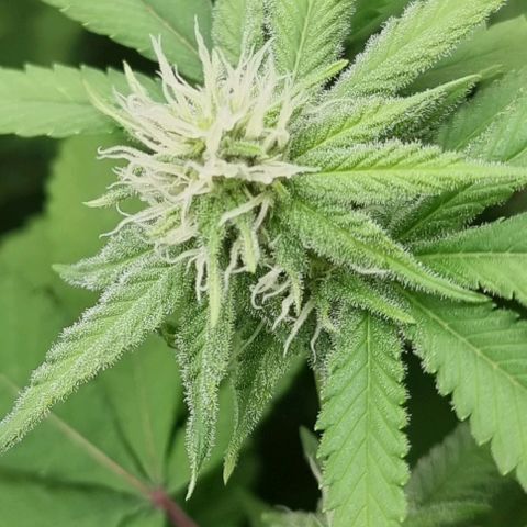 Industrial Plant Autoflowering CBD growlog timeline photo