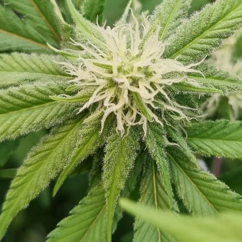 Industrial Plant Autoflowering CBD growlog timeline photo