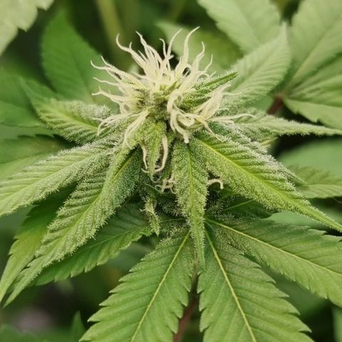Industrial Plant Autoflowering CBD growlog timeline photo