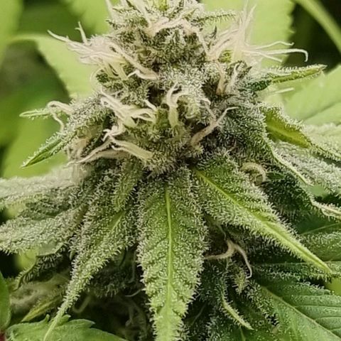Industrial Plant Autoflowering CBD growlog timeline photo