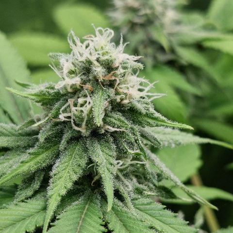 Industrial Plant Autoflowering CBD growlog timeline photo