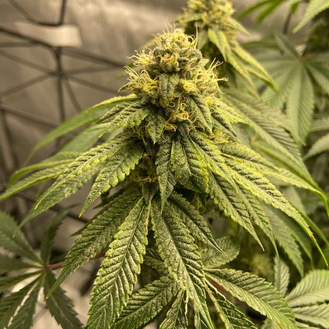 Humboldt CSI Triangle Kush x L Headband growlog timeline photo