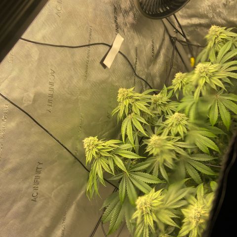 Humboldt CSI Triangle Kush x L Headband growlog timeline photo