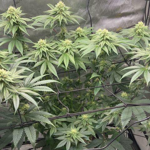 Humboldt CSI Triangle Kush x L Headband growlog timeline photo
