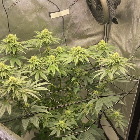 Humboldt CSI Triangle Kush x L Headband growlog timeline photo
